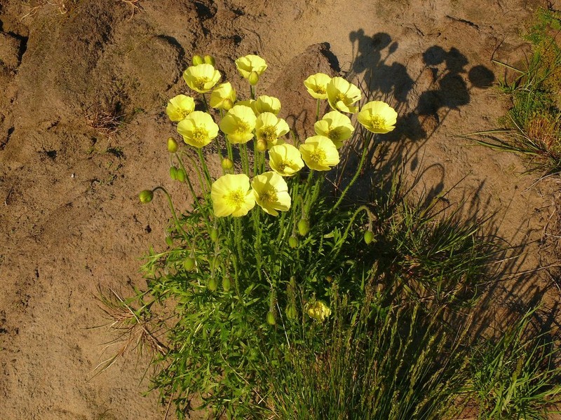 Oreomecon pulvinata photo 4