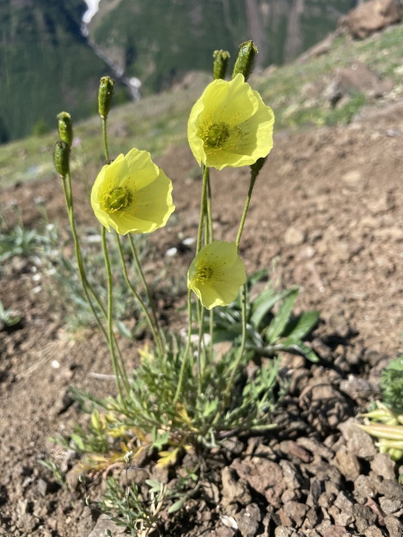 Oreomecon pulvinata photo 5