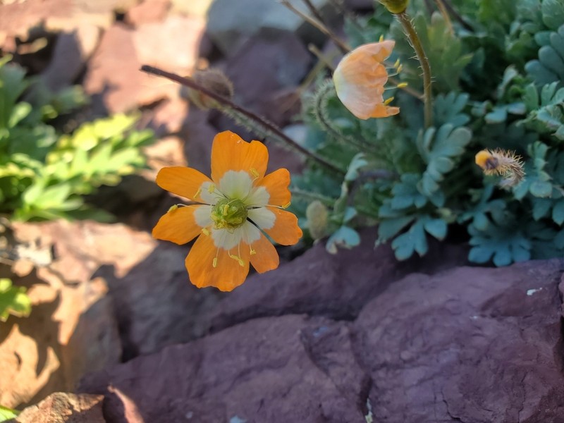 Alpine Poppy