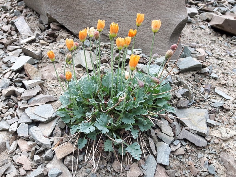 Alpine Poppy photo 2