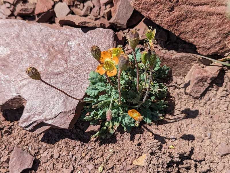 Alpine Poppy photo 3
