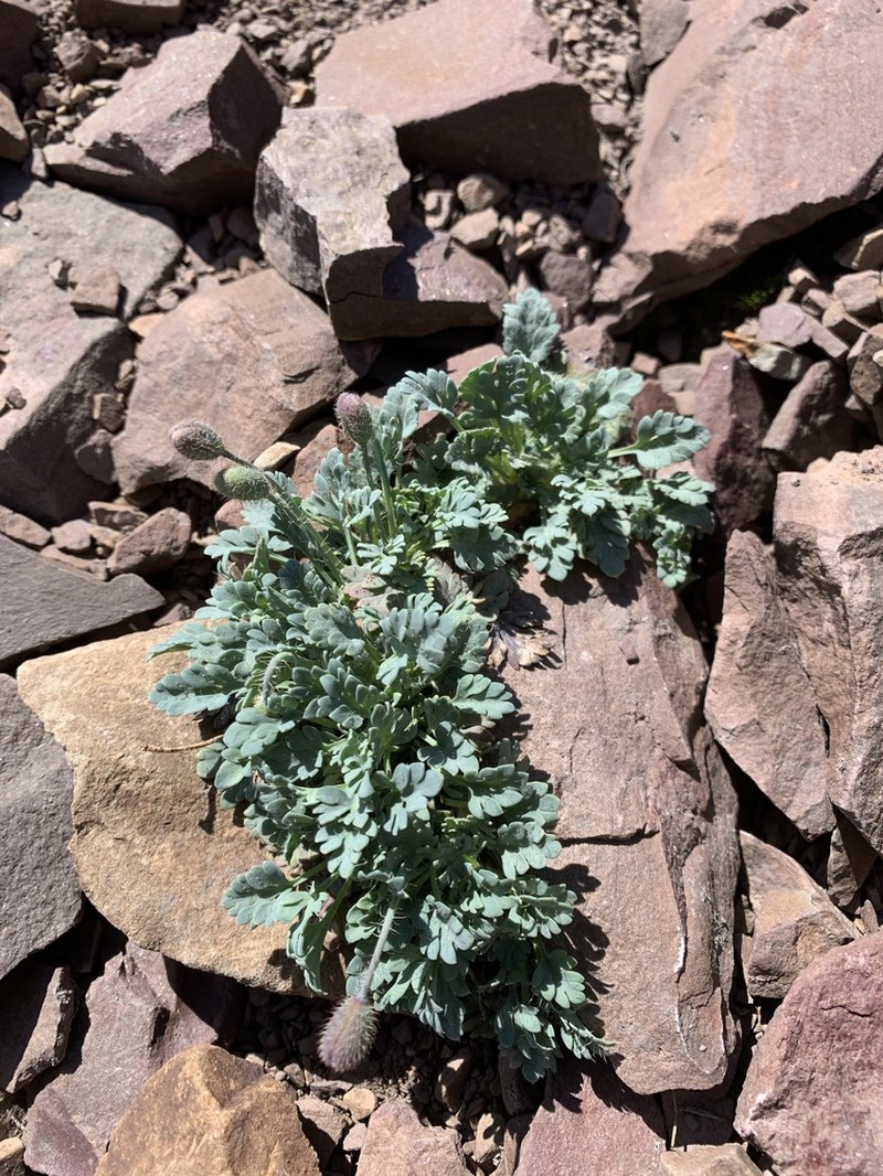 Alpine Poppy photo 4