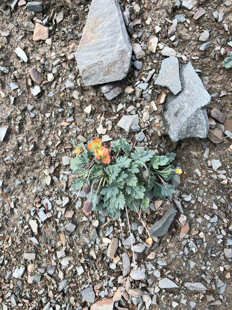 Alpine Poppy photo 5