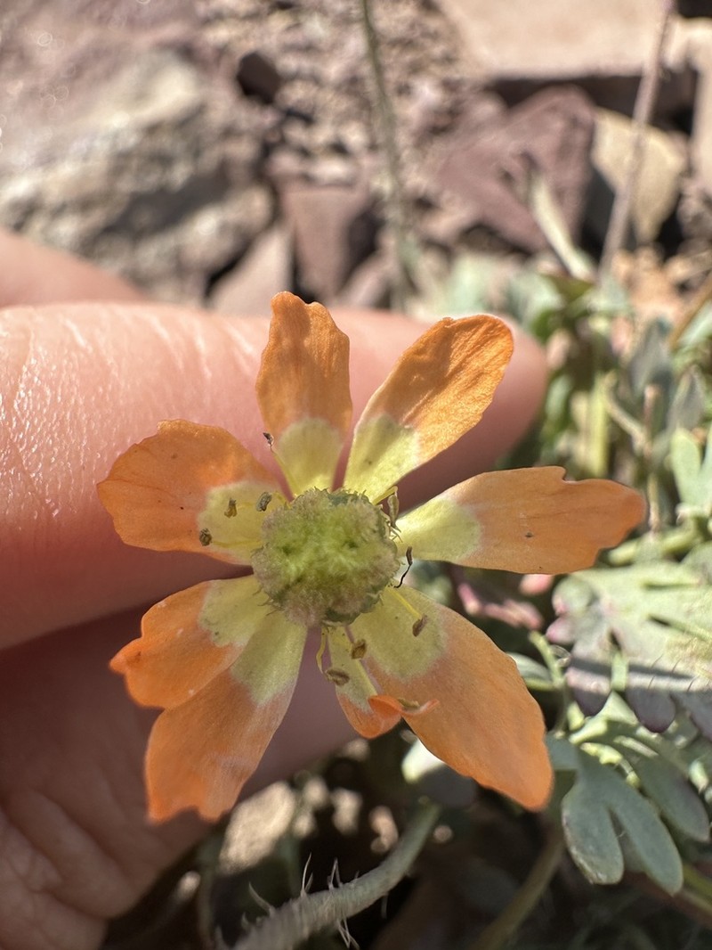 Alpine Poppy photo 6