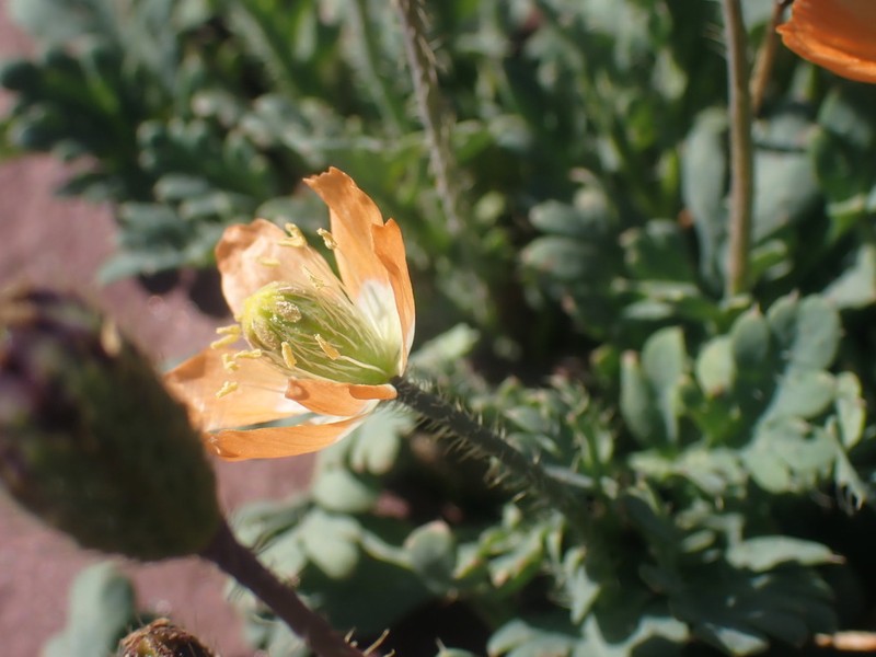 Alpine Poppy photo 7