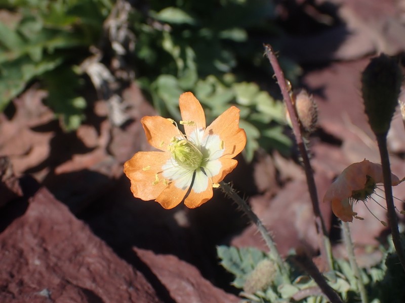 Alpine Poppy photo 8