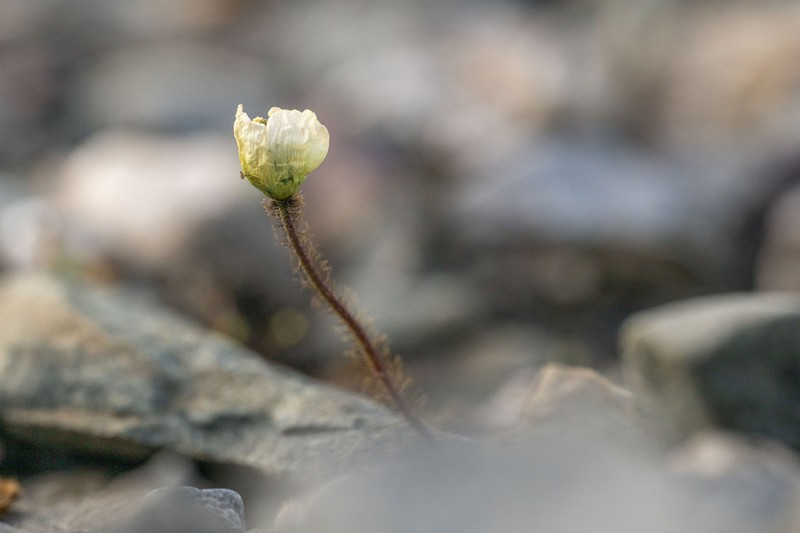 Rooted Poppy