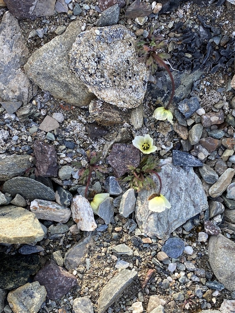 Rooted Poppy photo 2