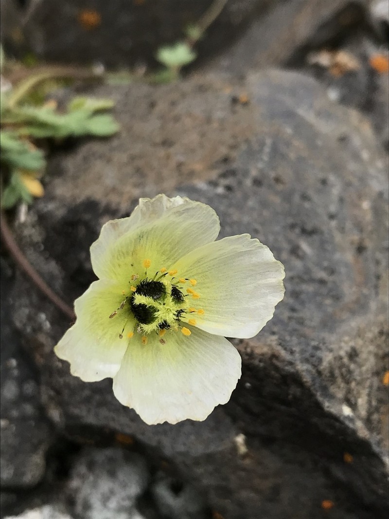 Rooted Poppy photo 5