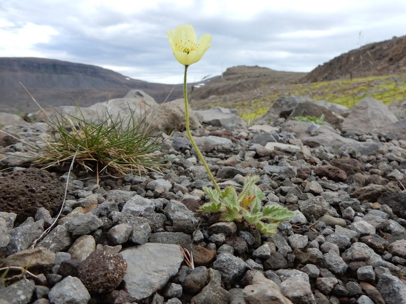 Rooted Poppy photo 6