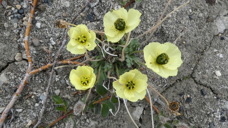 Rooted Poppy photo 8