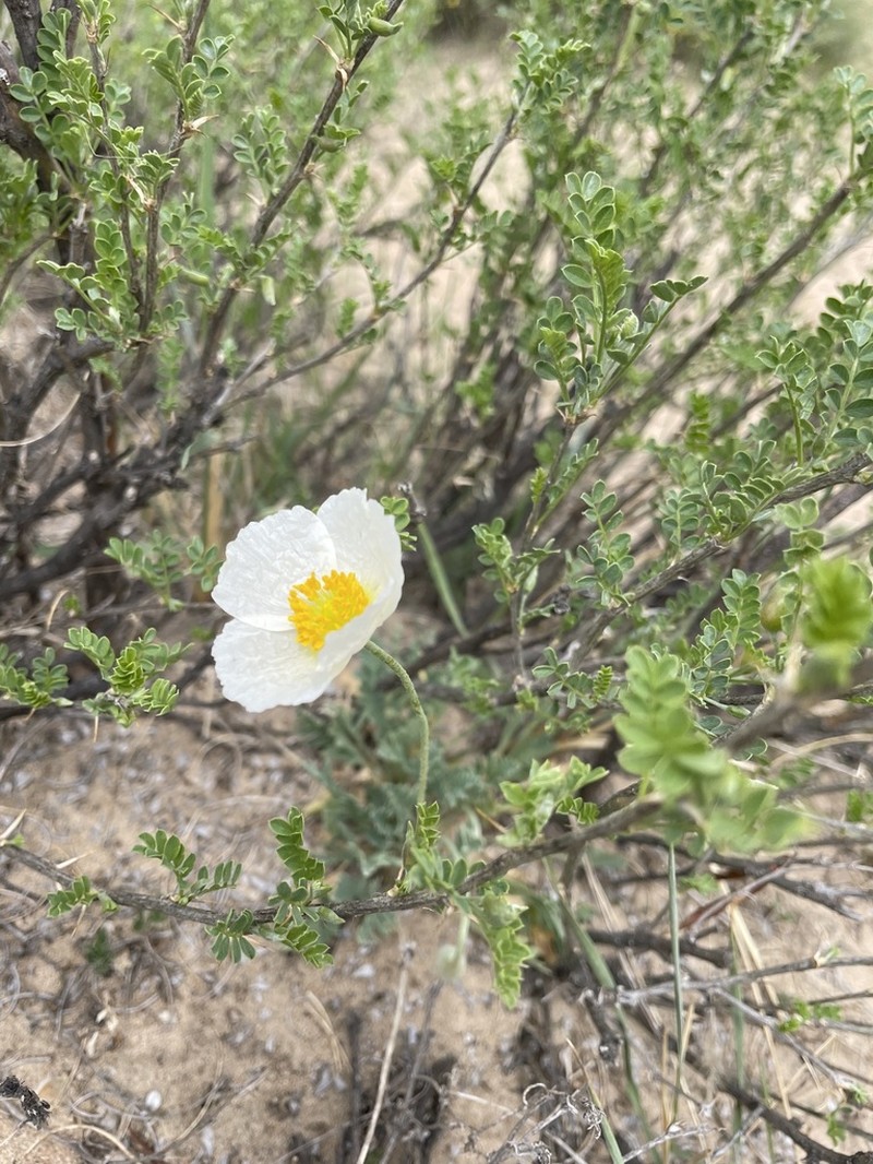 Oreomecon rubroaurantiaca
