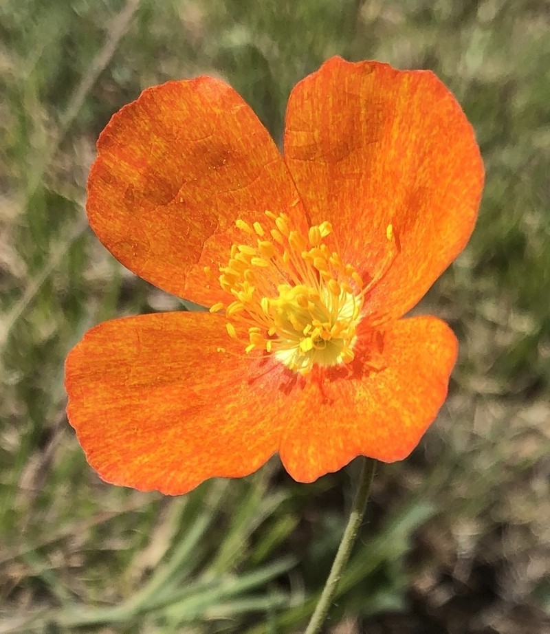 Oreomecon rubroaurantiaca photo 3