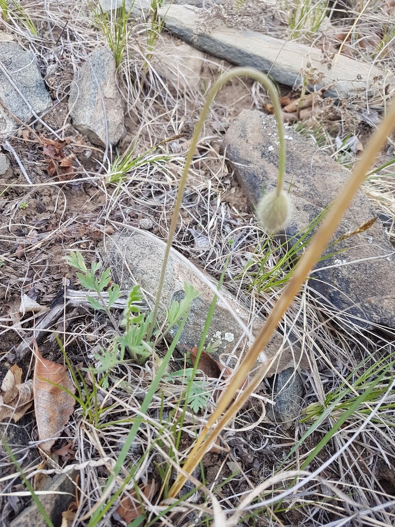 Oreomecon rubroaurantiaca photo 4