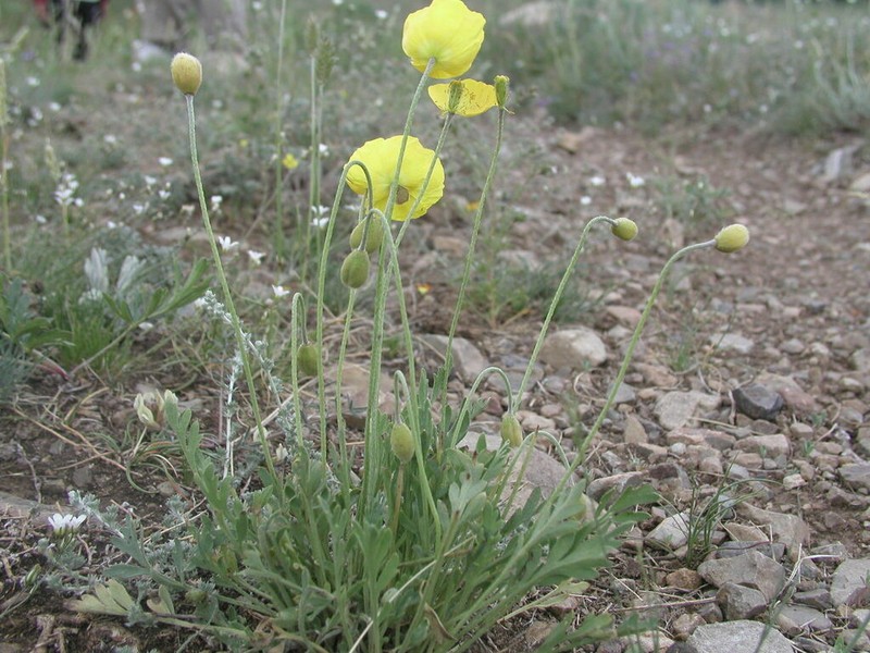 Oreomecon rubroaurantiaca photo 5