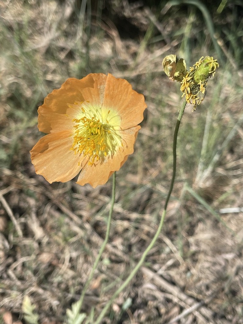 Oreomecon rubroaurantiaca photo 6