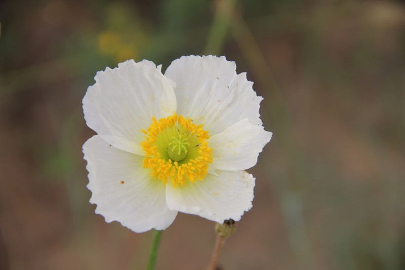 Oreomecon rubroaurantiaca photo 7