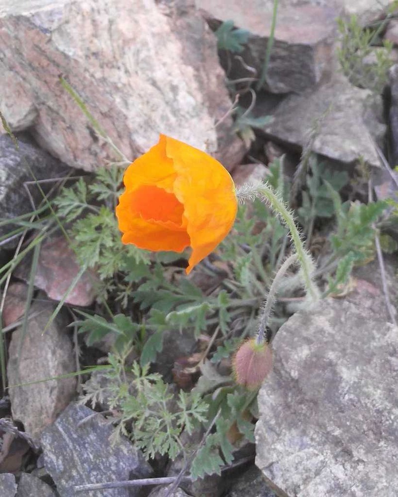 Oreomecon rubroaurantiaca photo 8