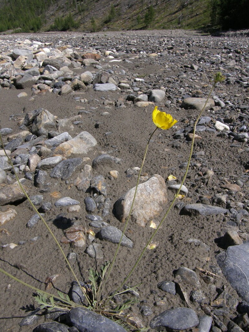 Oreomecon saichanensis