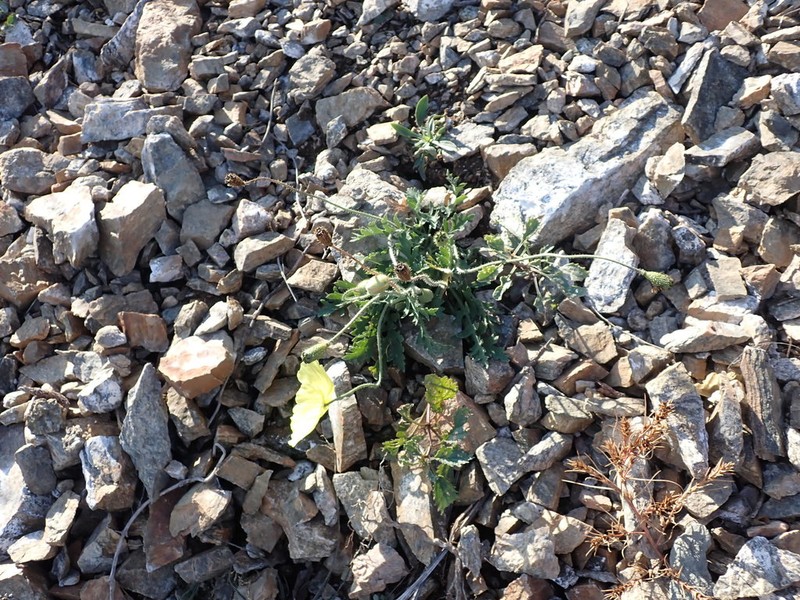 Oreomecon setosa