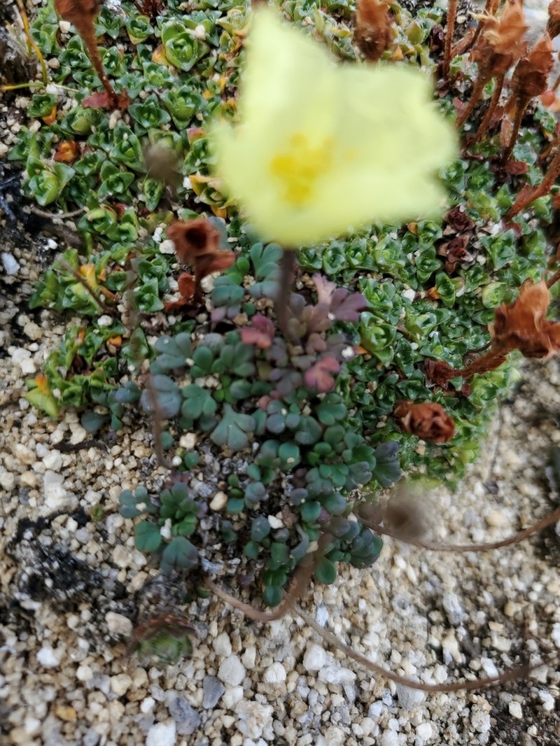Walpole's Poppy photo 3