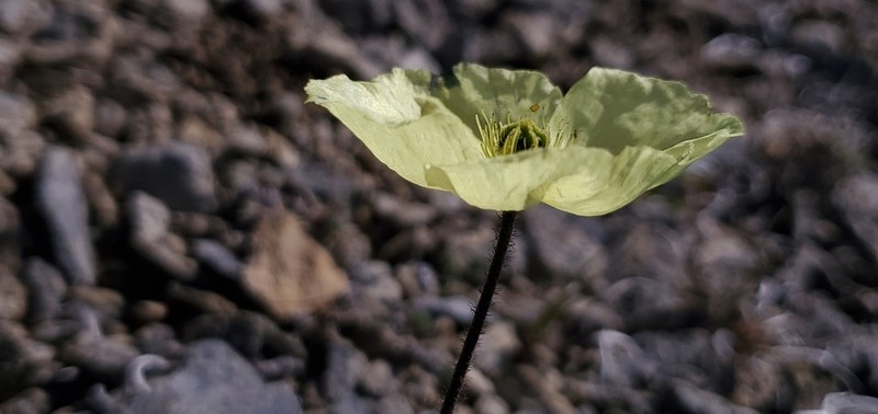 Walpole's Poppy photo 4