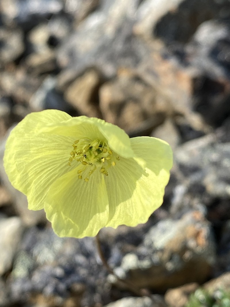 Walpole's Poppy photo 5