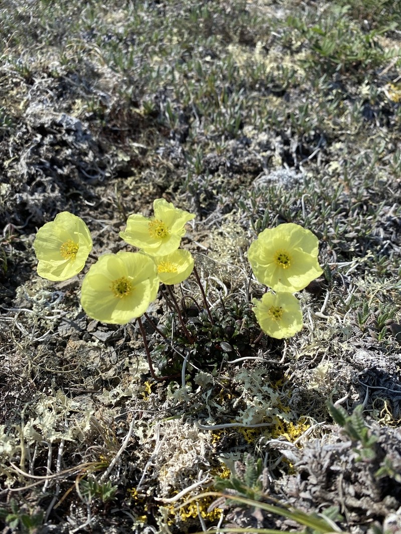 Walpole's Poppy photo 6