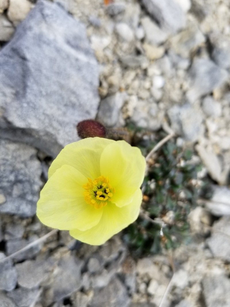 Walpole's Poppy photo 7