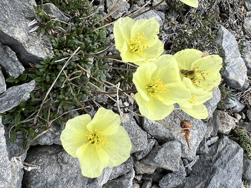 Walpole's Poppy photo 8