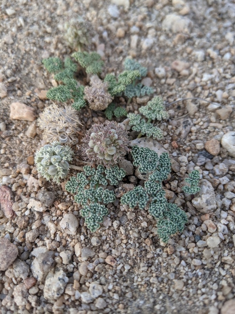 Pygmy Mountainparsley