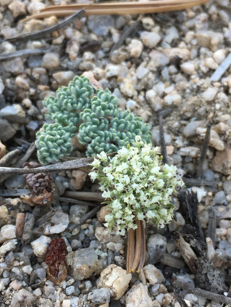 Pygmy Mountainparsley photo 2
