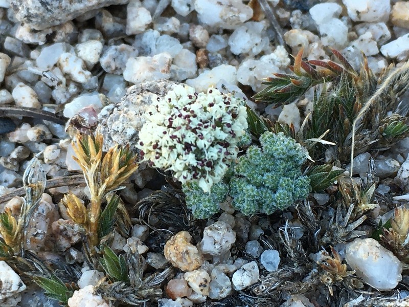 Pygmy Mountainparsley photo 3
