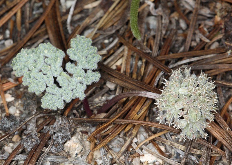 Pygmy Mountainparsley photo 4