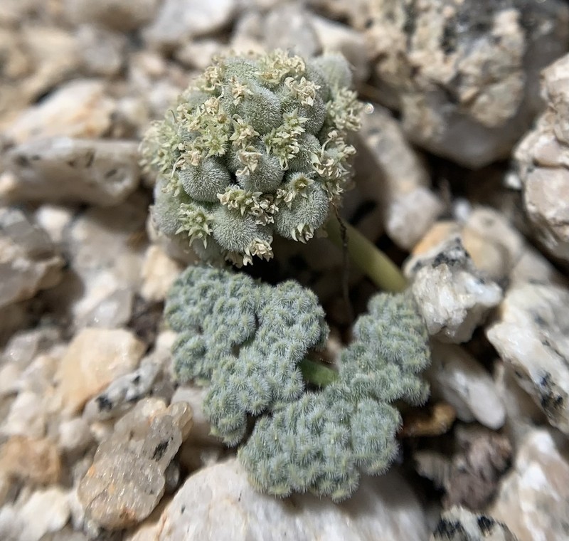 Pygmy Mountainparsley photo 5