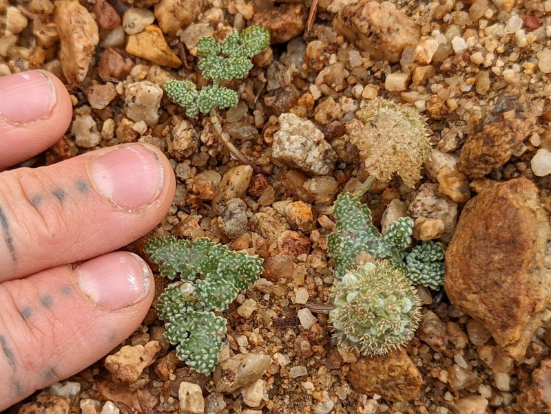 Pygmy Mountainparsley photo 6