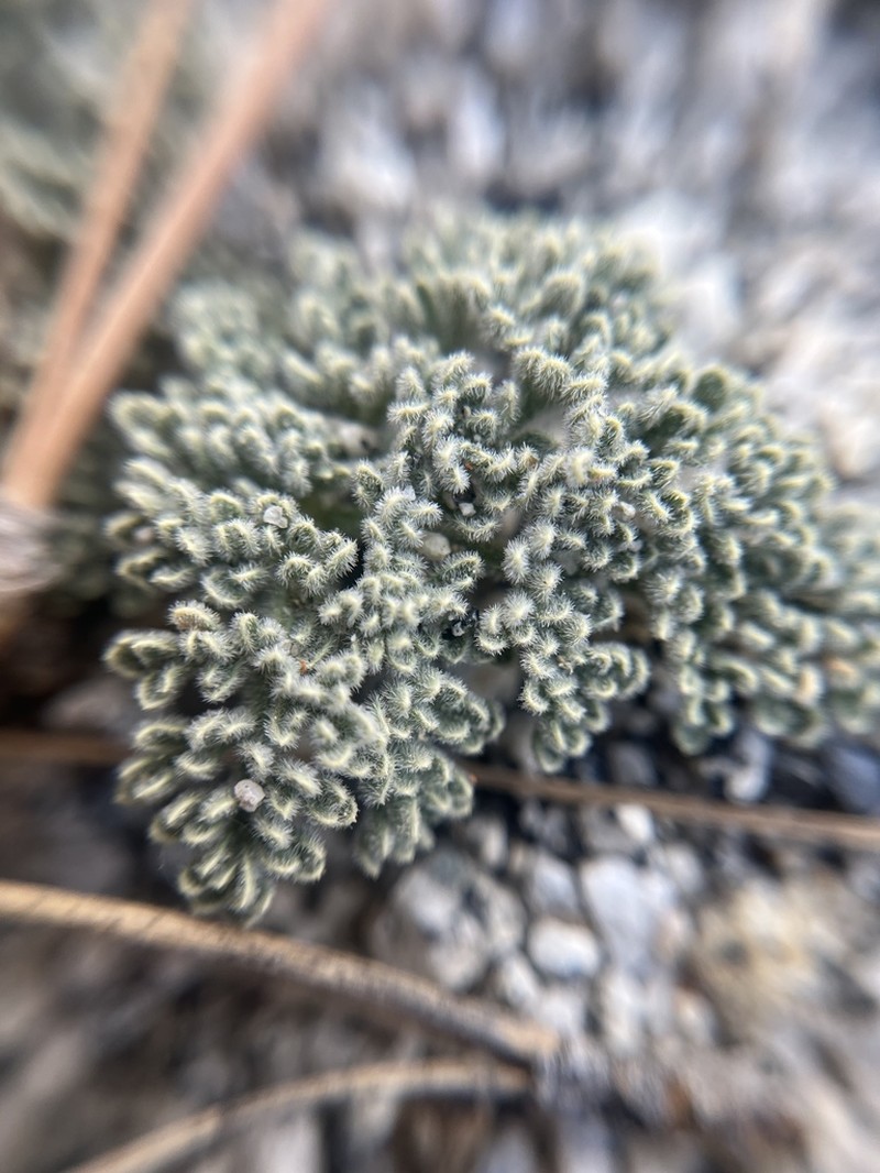 Pygmy Mountainparsley photo 7