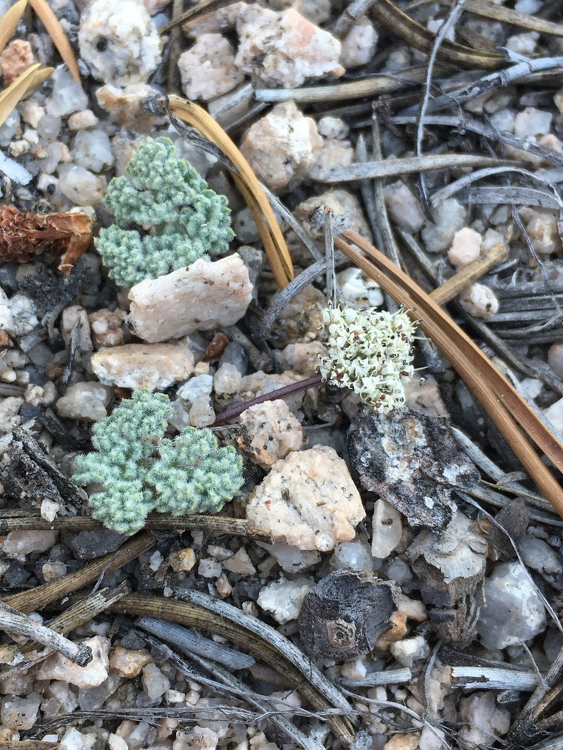 Pygmy Mountainparsley photo 8