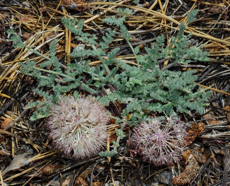 Purple Mountainparsley