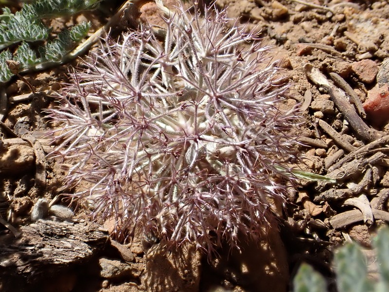 Purple Mountainparsley photo 6