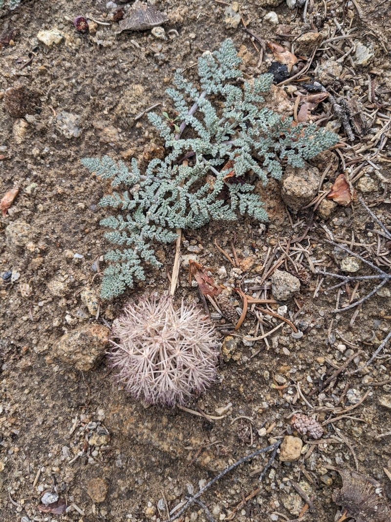 Purple Mountainparsley photo 8