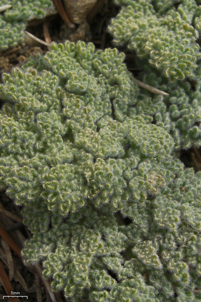 Woolly Mountainparsley