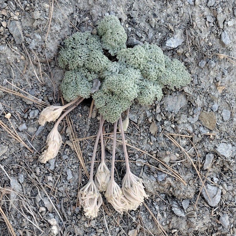 Woolly Mountainparsley photo 3
