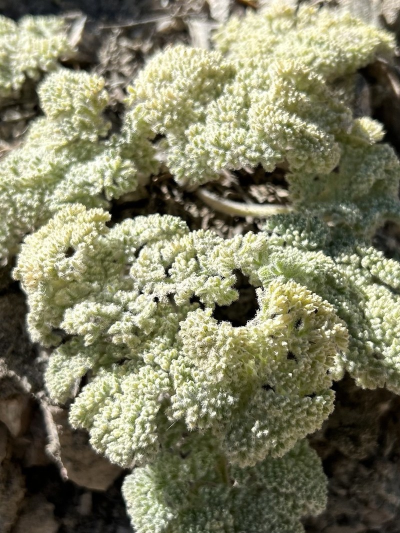 Woolly Mountainparsley photo 8