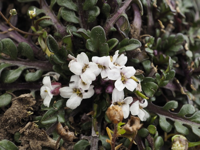 Oreophyton falcatum