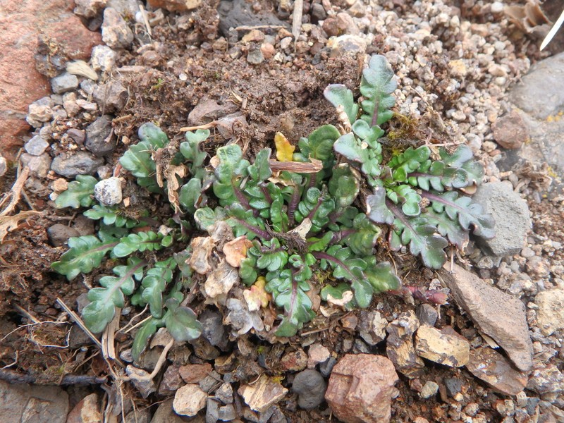 Oreophyton falcatum photo 2