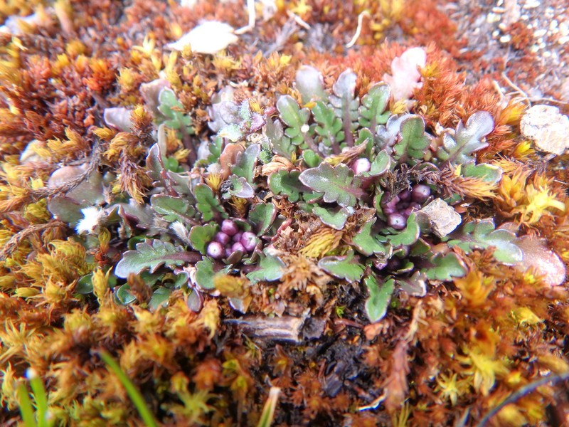 Oreophyton falcatum photo 3
