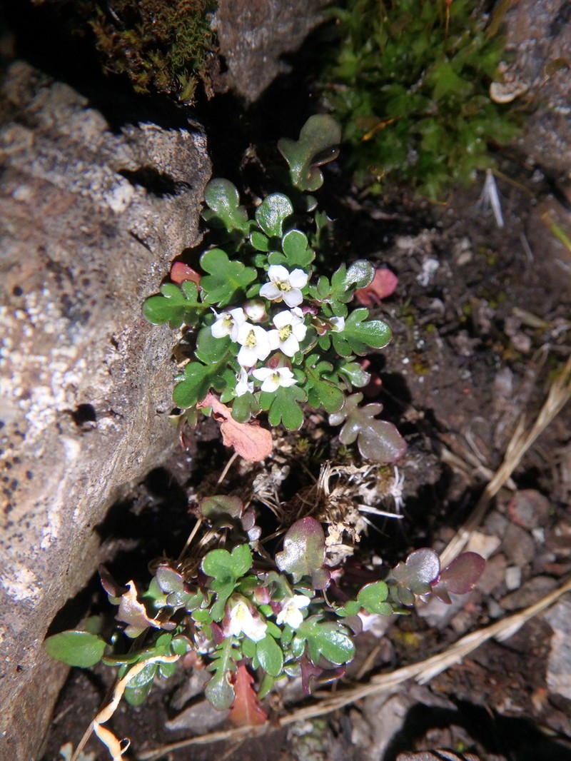 Oreophyton falcatum photo 4