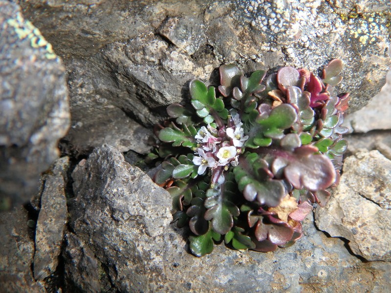 Oreophyton falcatum photo 5