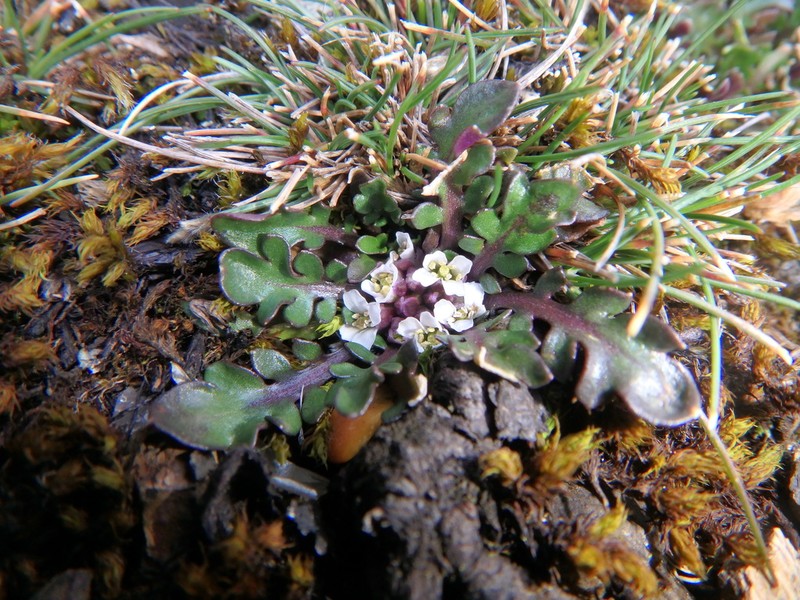 Oreophyton falcatum photo 6